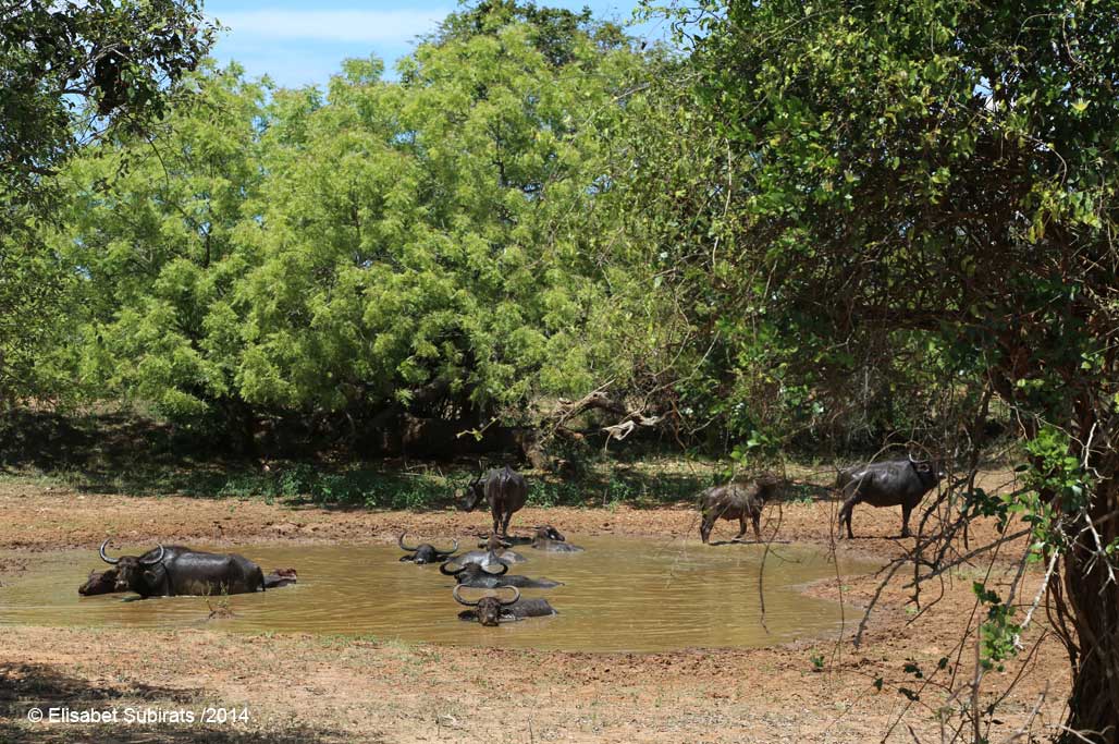 Yala National Park Safari: never more (like this)