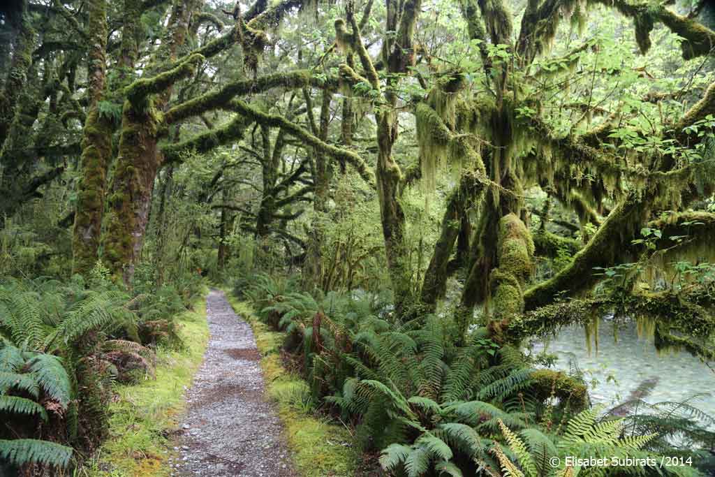 Milford Track (part one)